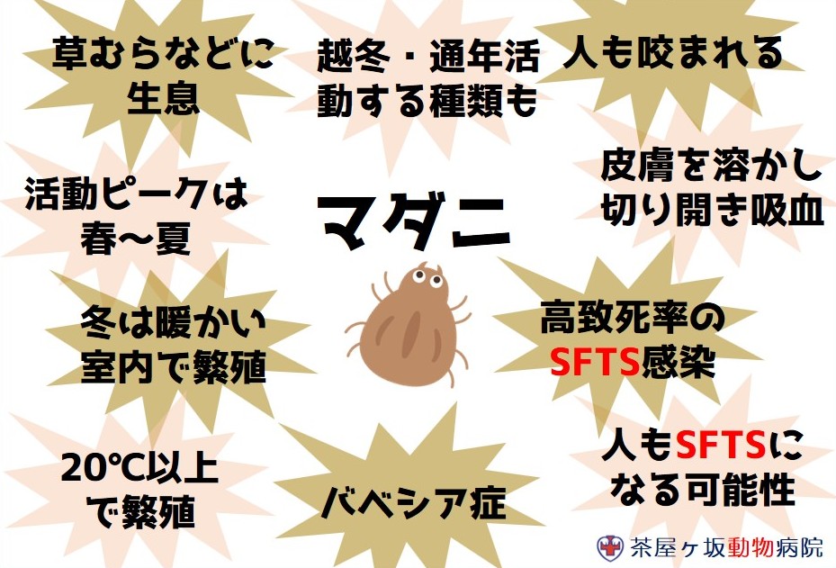 ノミダニ_ダニ