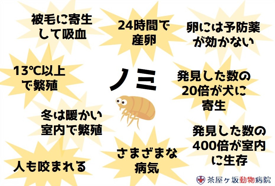 ノミダニ_ノミ