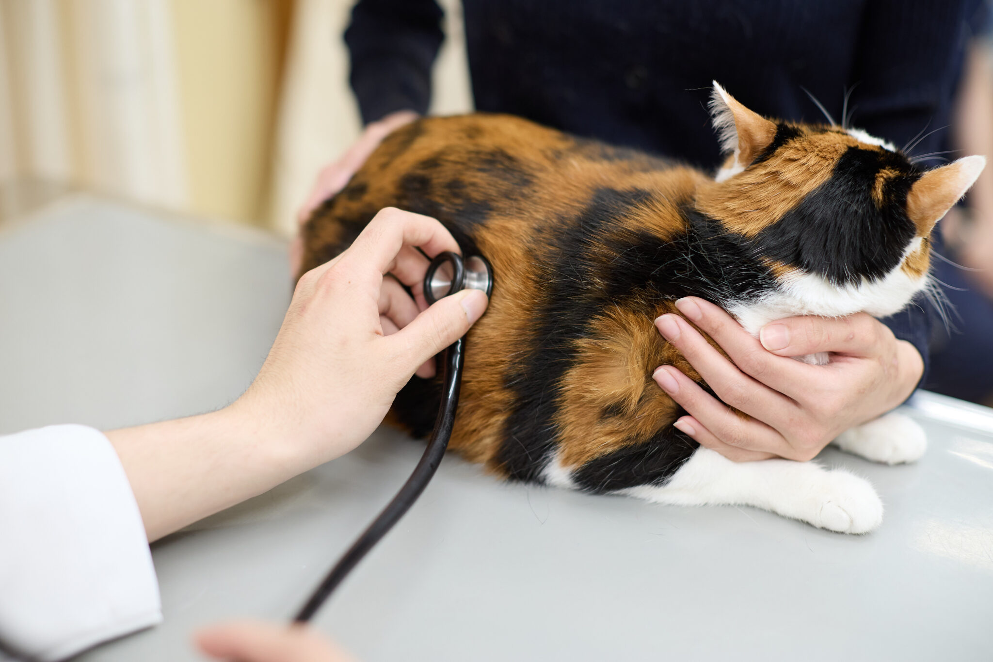 猫のノミ取りはどうする？症状・駆除法・正しい薬の選び方を総まとめ | ねこ記事一覧 | いぬねこ健康手帖 | 茶屋ヶ坂動物病院メディアサイト